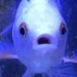 🐟金融